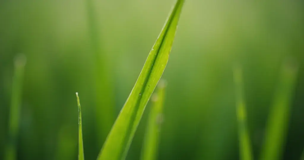 Campo Minado do Google: O Segredo Para Vencer em 2026 Revelado!